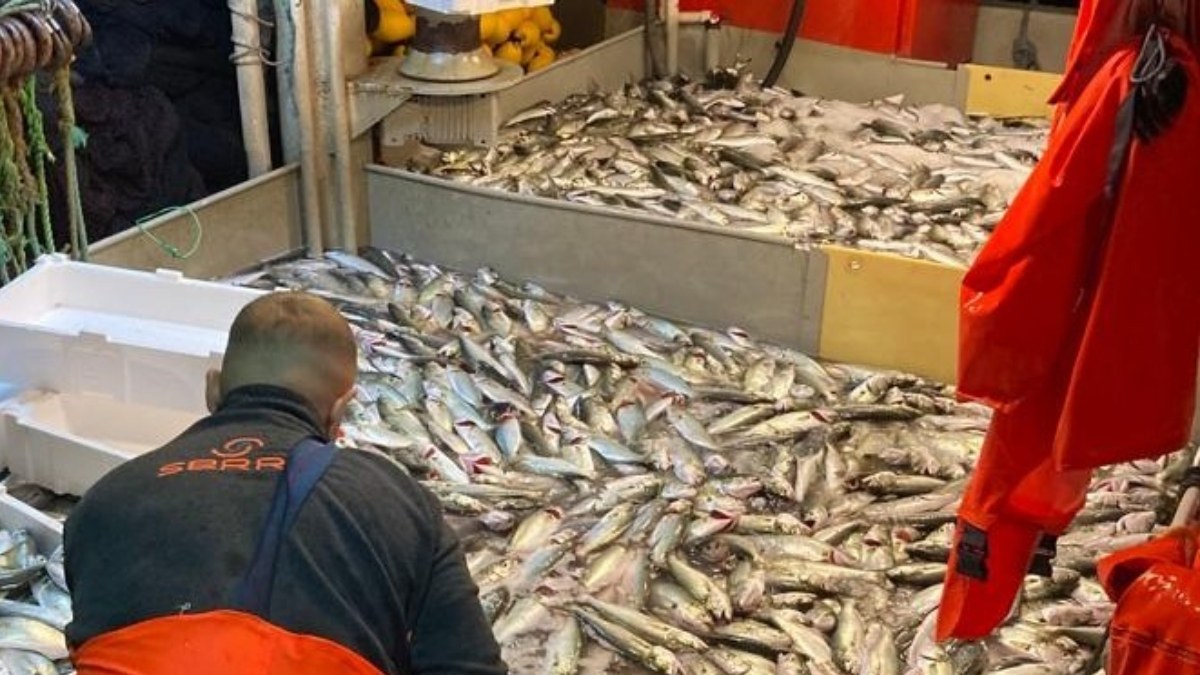 Balıkesir Erdek'te 10 bin lüfer balığı yakalandı