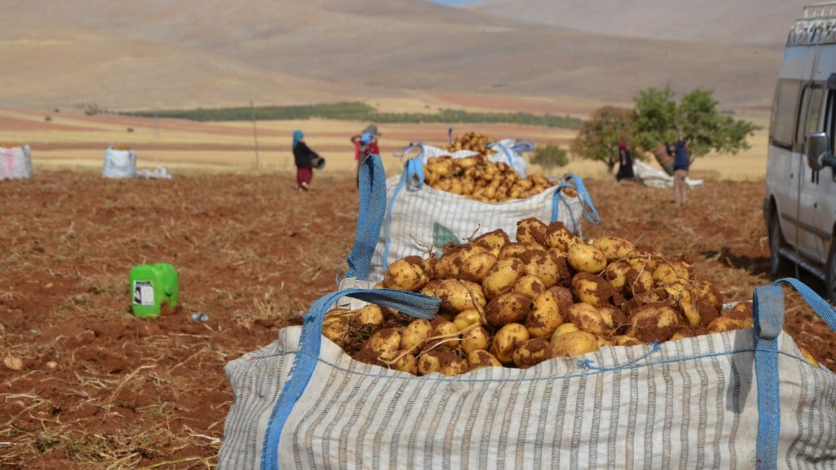 Malatya’nın Darende ilçesinde patates hasadı başladı