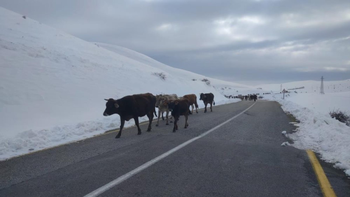 Erzurum'da yaz-kış hep aynı manazara! Karlı yollarda çile bitmiyor