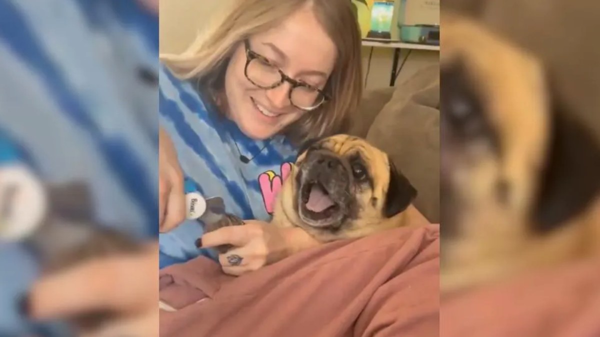 Sosyal medyayı salladı! Tırnakları kesilirken çığlık atan köpek viral oldu!
