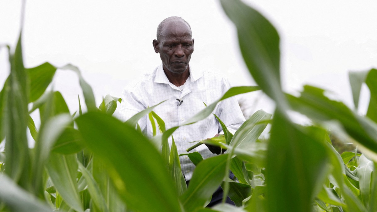 Kenya'dan İsrail'e tarım desteği: 1500 işçi gönderecekler