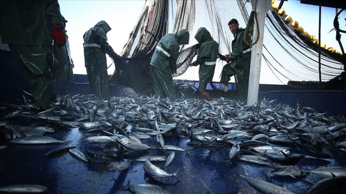 Akdeniz ve Karadeniz'de aşırı avlanma azaldı