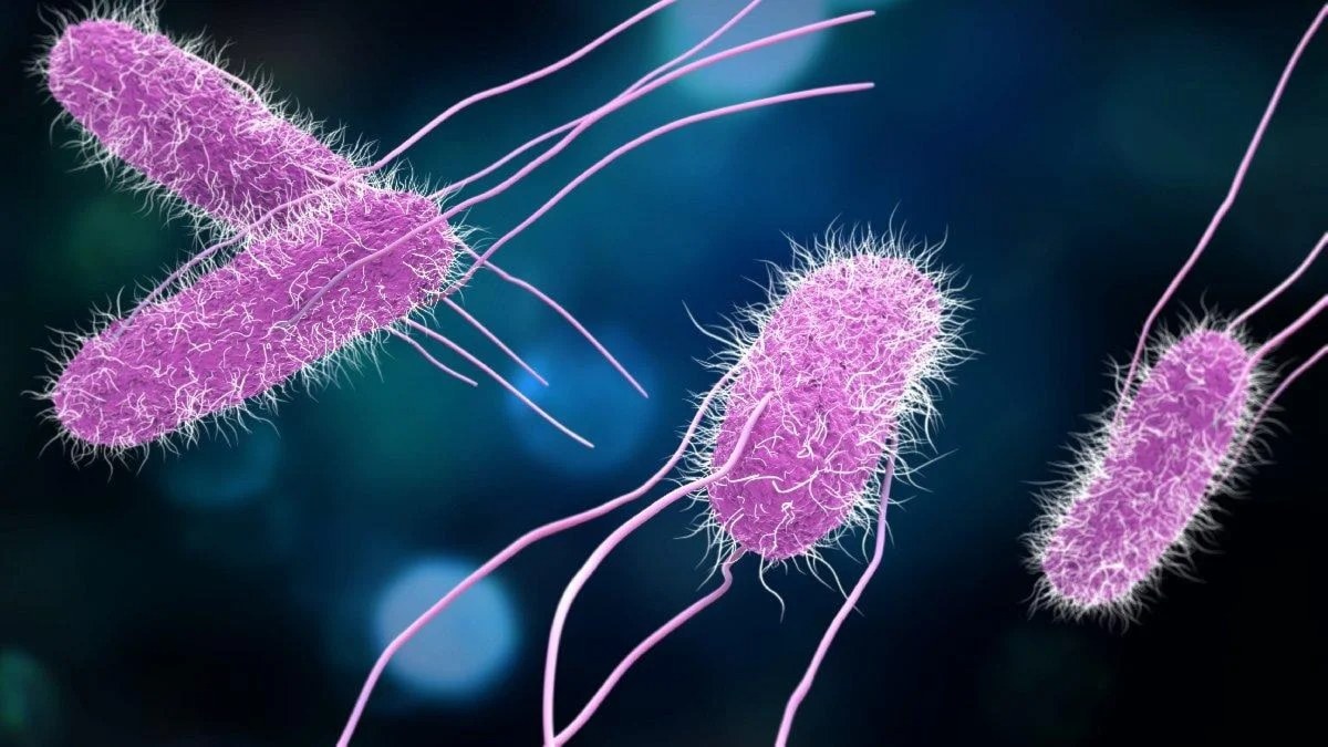 ABD ve Kanada’da salmonella salgını: 8 ölü