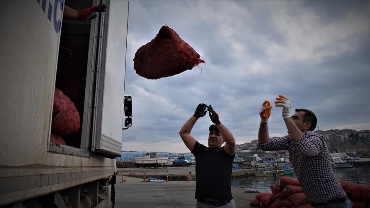 Türkiye'nin 2023'te deniz salyangozu ihracat geliri yüzde 33 arttı