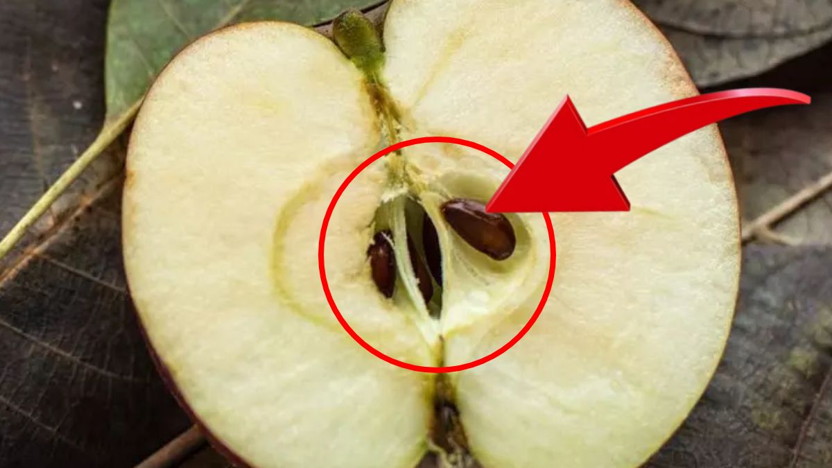 Paralar akacak, borçlar yok olacak! Elmanın çekirdeklerini çıkarıp…