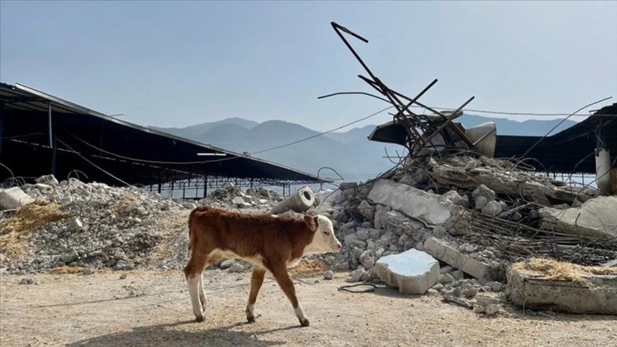 İbrahim Yumaklı: Depremzede yetiştiricilere 909 milyon liralık bedelsiz hayvan dağıtıldı