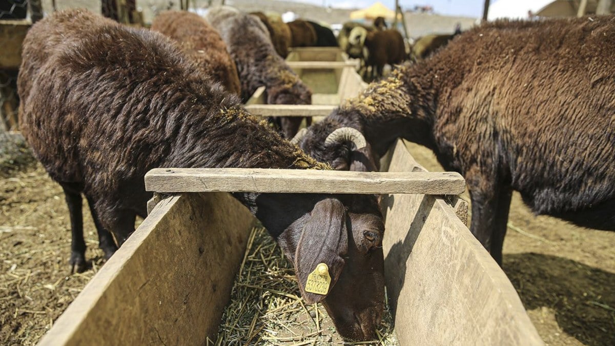 Kastamonu'da şap hastalığı görüldü: Hayvan pazarı kapatıldı