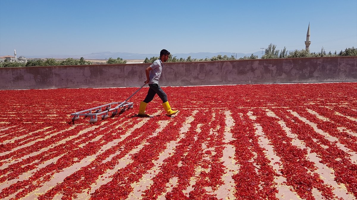 Gaziantep İslahiye'den 25 ülkeye pul biber ihraç edildi