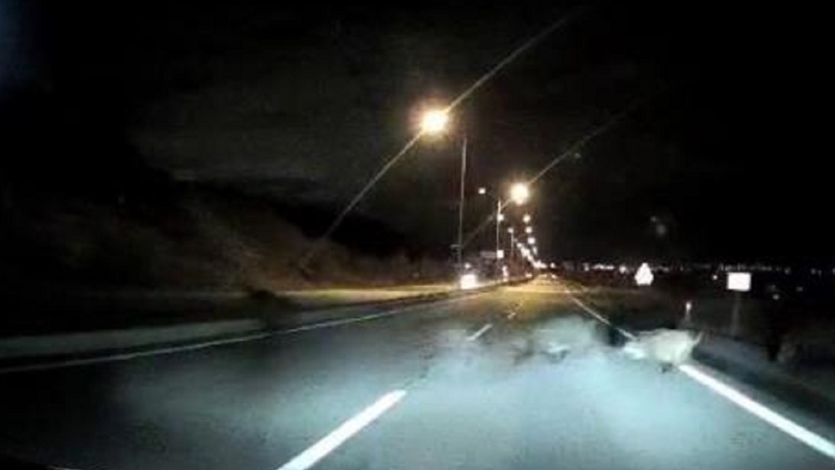 Sivas'ta domuz sürüsüne çarpan sürücü kazayı ucuz atlattı