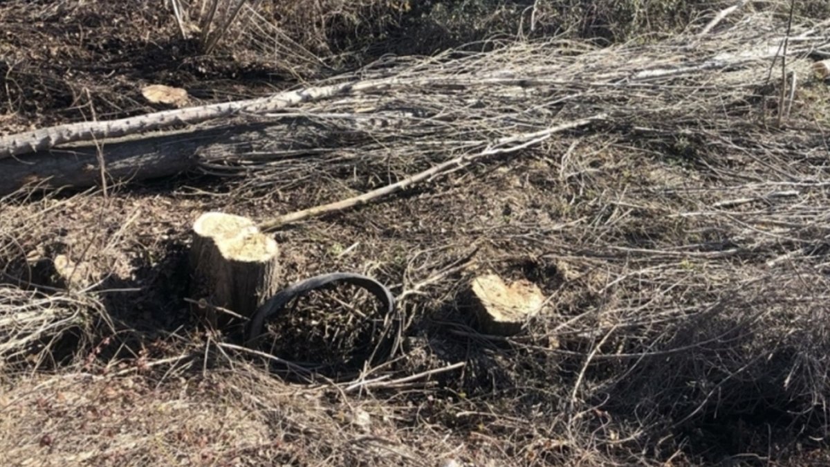 Bilecik'te kestiği ağacın altında kalan kişi öldü