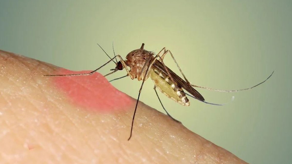 Bir türlü kurtulamadığımız sivrisineklere dikkat! Meğer o hastalığı bulaştıryorlarmış…