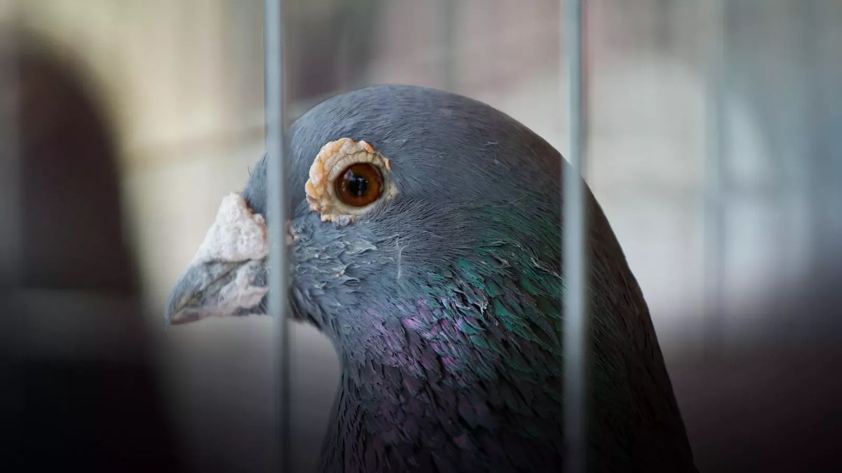 Hindistan, casus olduğu gerekçesiyle alıkoyduğu güvercini 8 ay sonra serbest bıraktı