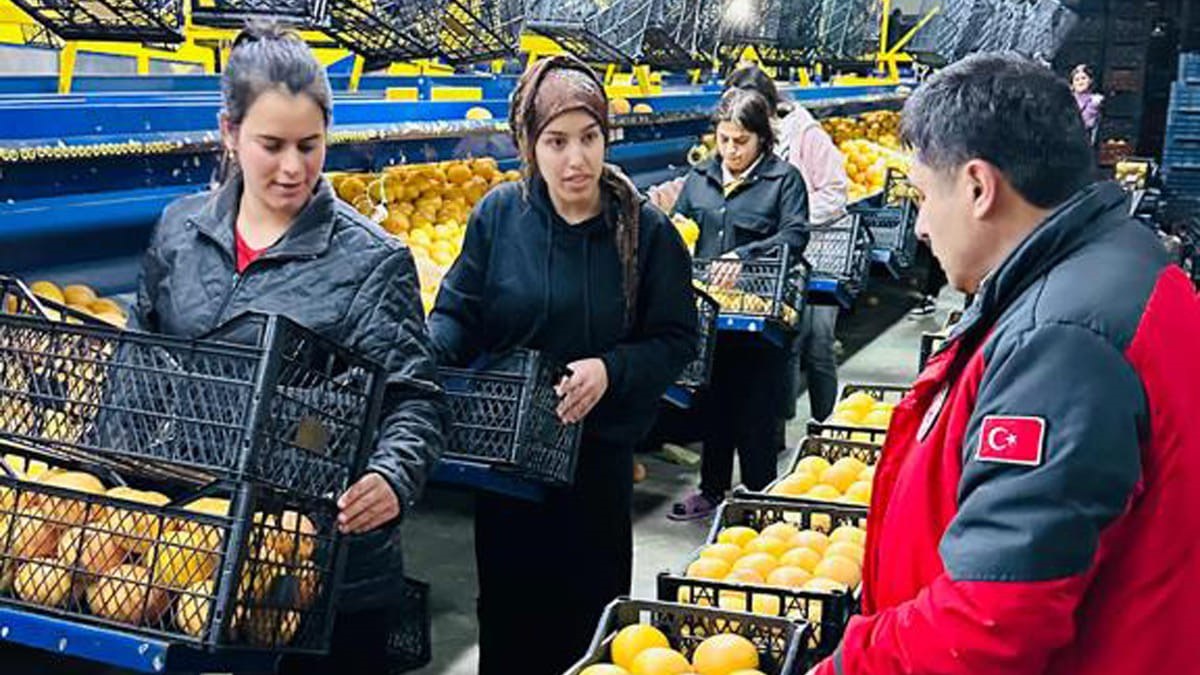 Muğla’da yetişen portakallar Ukrayna ve Polonya’ya gidiyor