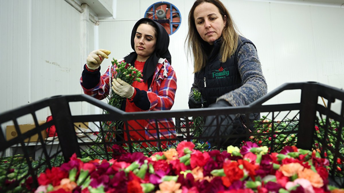 Çiçek üreticilerinin 14 Şubat mesaisi: Dünyadaki sevgililere 70 milyon dal Türk çiçeği