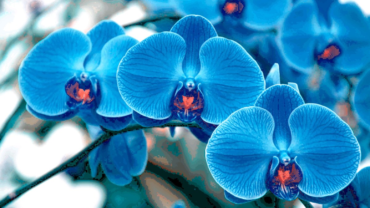 Kırmızı güller eskidi! Aşıkların yeni tercihi: Mavi orkidenin muhteşem anlamı...