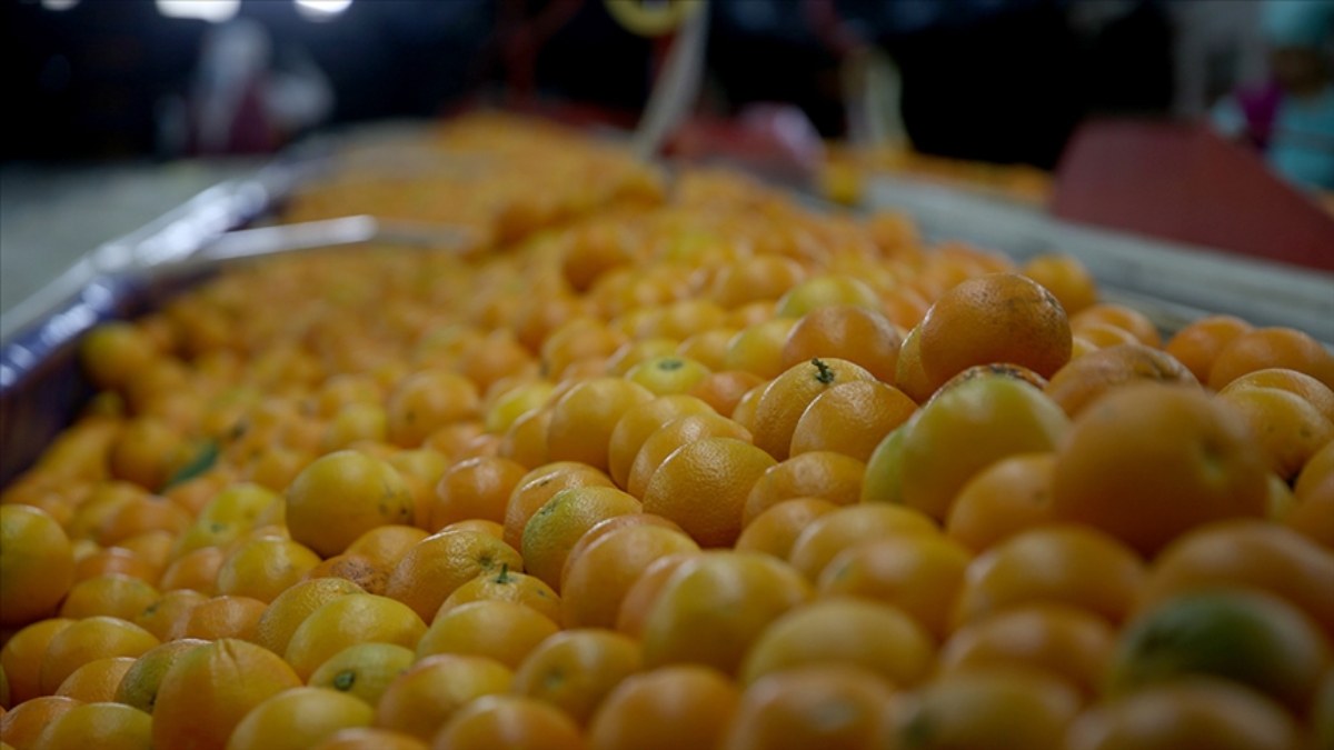 Yaş meyve ve sebze ihracatında Akdeniz illeri lider