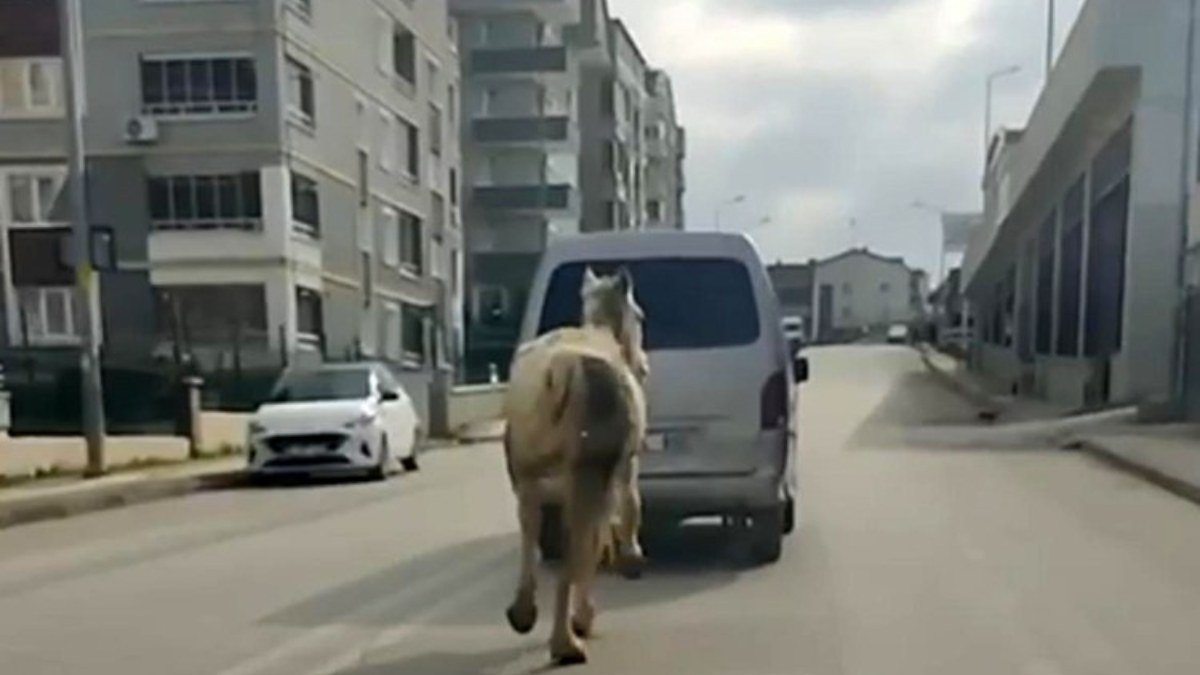 Bursa'da tepki çeken anlar! Atı aracın arkasına bağladı...