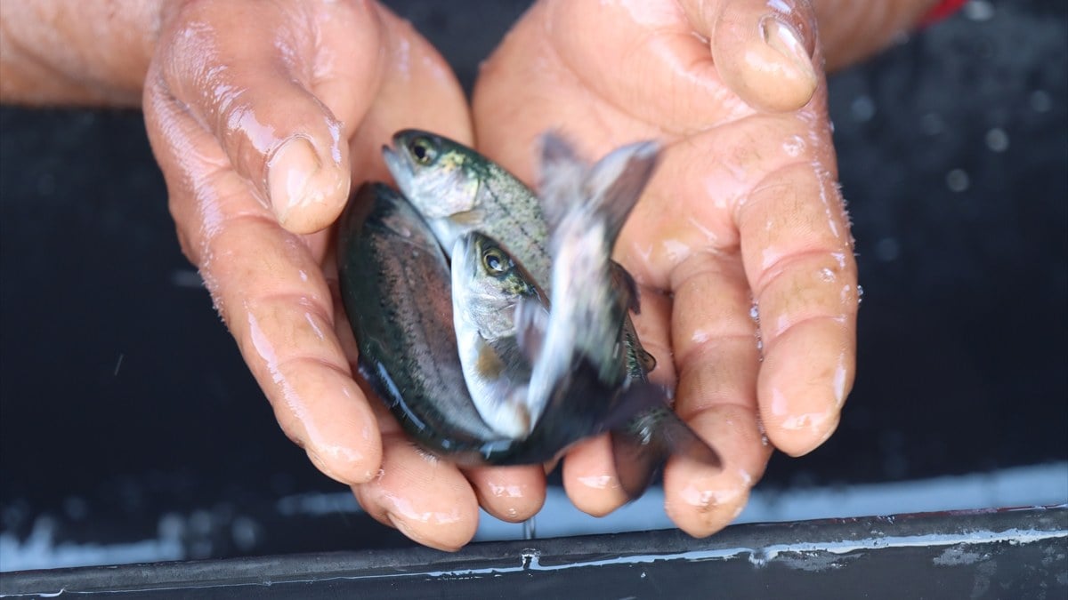 Şanlıurfa'da yetişen balıklar ihracata gidiyor
