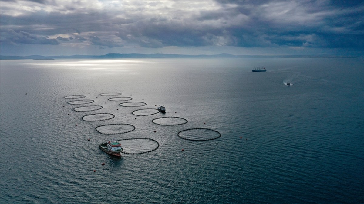 Balıkçılıkta rekor! Türkiye 2023'te 1 milyon ton balık üretildi