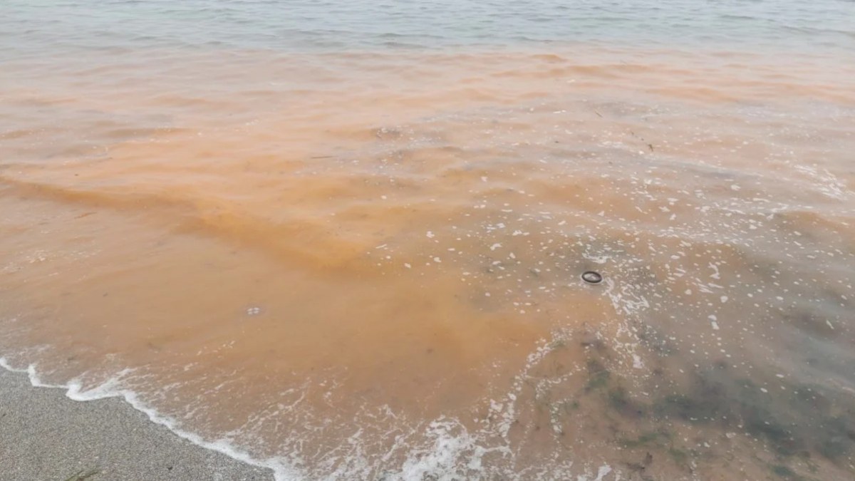 Tekirdağ'da denizin rengi değişti: Olumsuzluk görülmedi