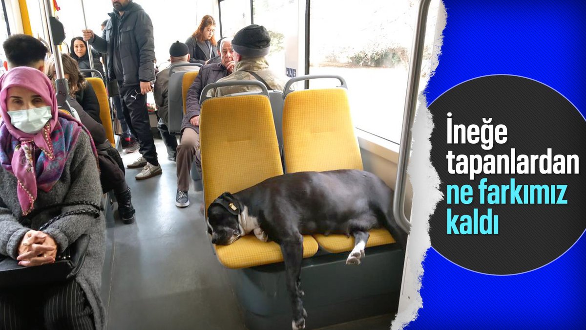 Eskişehir'de ilginç hassasiyet: Köpek uyusun diye ayakta seyahat ettiler