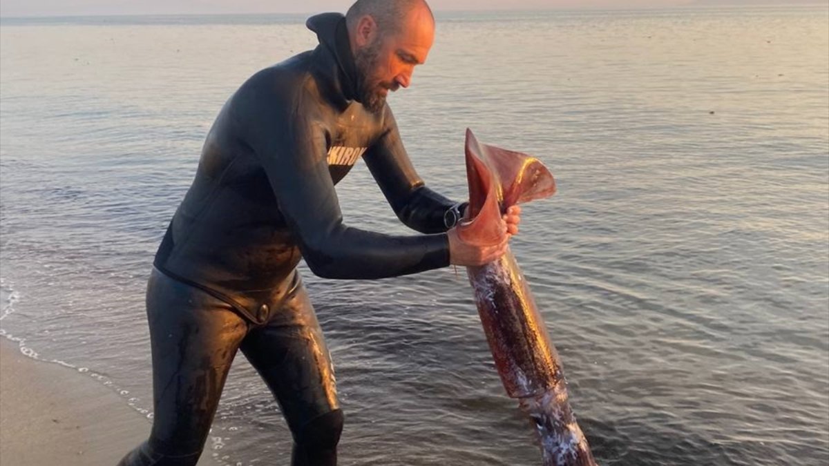 Bu bir rekor! Balıkesir, Ayvalık'ta zıpkınla 1,7 metrelik dev kalamar yakaladı