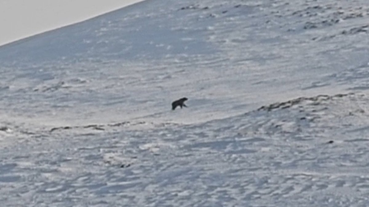 Nemrut Krater Gölü çevresinde yaşayan ayılar, kış uykusundan uyandı
