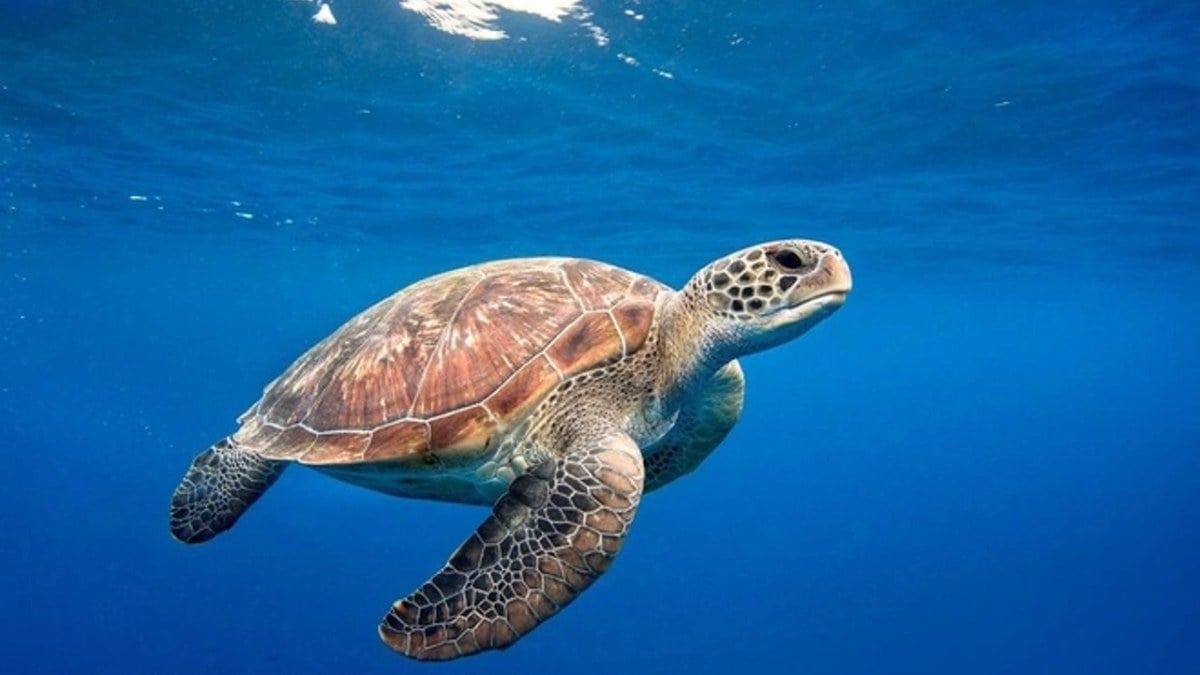 Zanzibar'da deniz kaplumbağası yiyen 9 kişi hayatını kaybetti