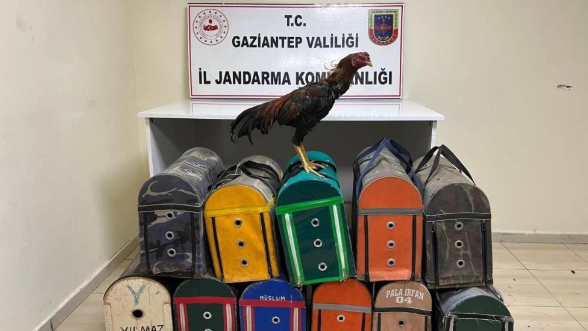 Gaziantep'te horoz dövüşüne baskın! 26 şahıs suçüstü yakalandı