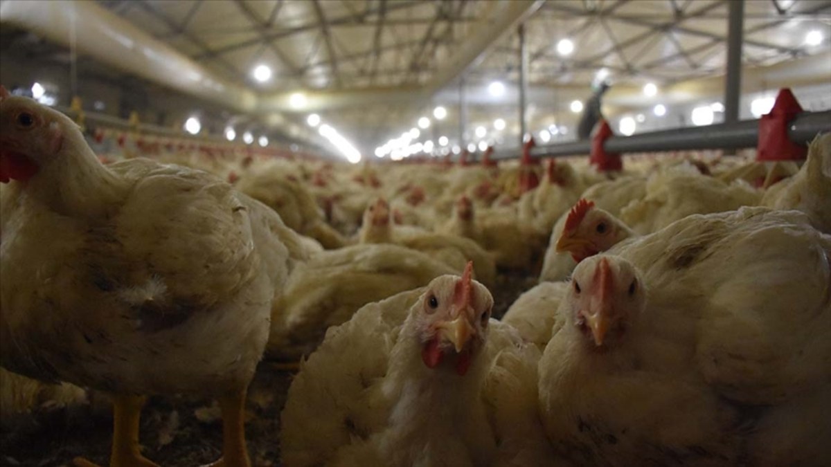 Türkiye'de tavuk eti üretimi yüzde 6 arttı