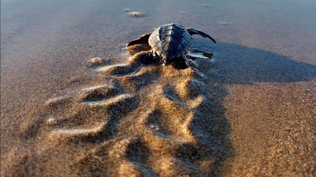 Antalya'da yavrulayacak deniz kaplumbağaları için önlemler