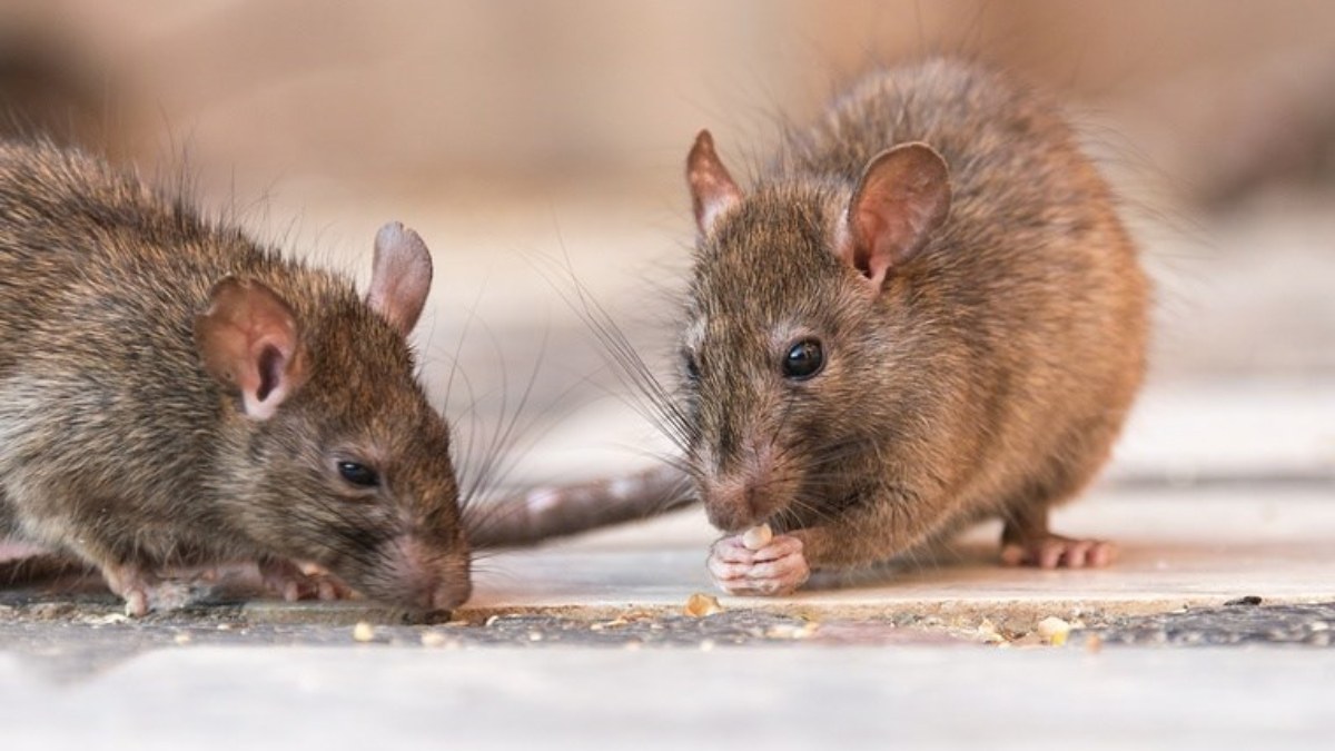 ABD'de fareler karakolu istila etti: Ele geçirilen esrarları yediler