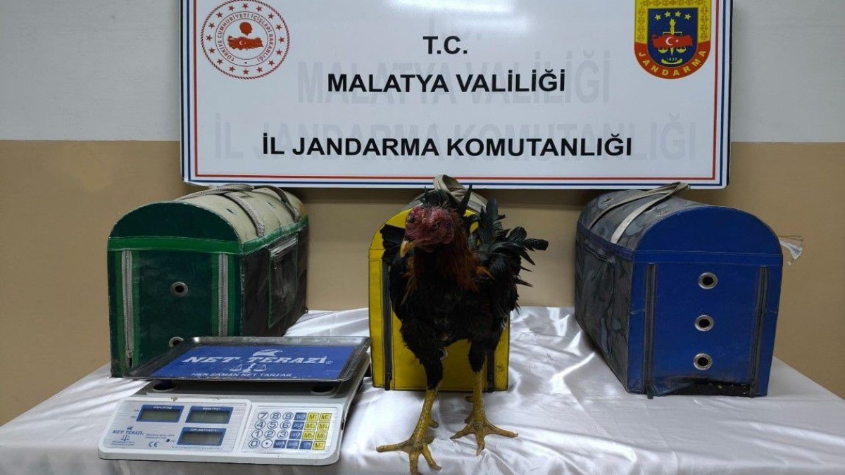 Malatya'da horoz dövüşçülerine operasyon! 72 bin 257 TL ceza uygulandı