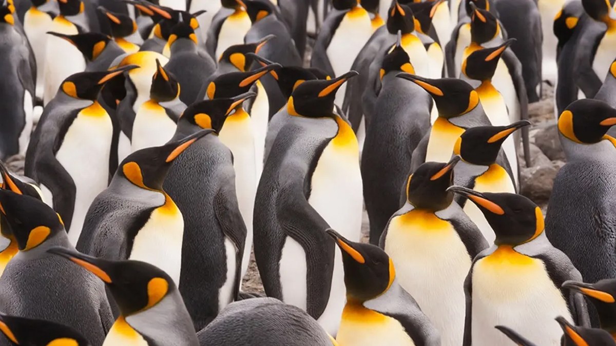 Beyin egzersizi: Sadece üstün zekalılar penguenlerin arasındaki baykuşu 10 saniyede bulabilir