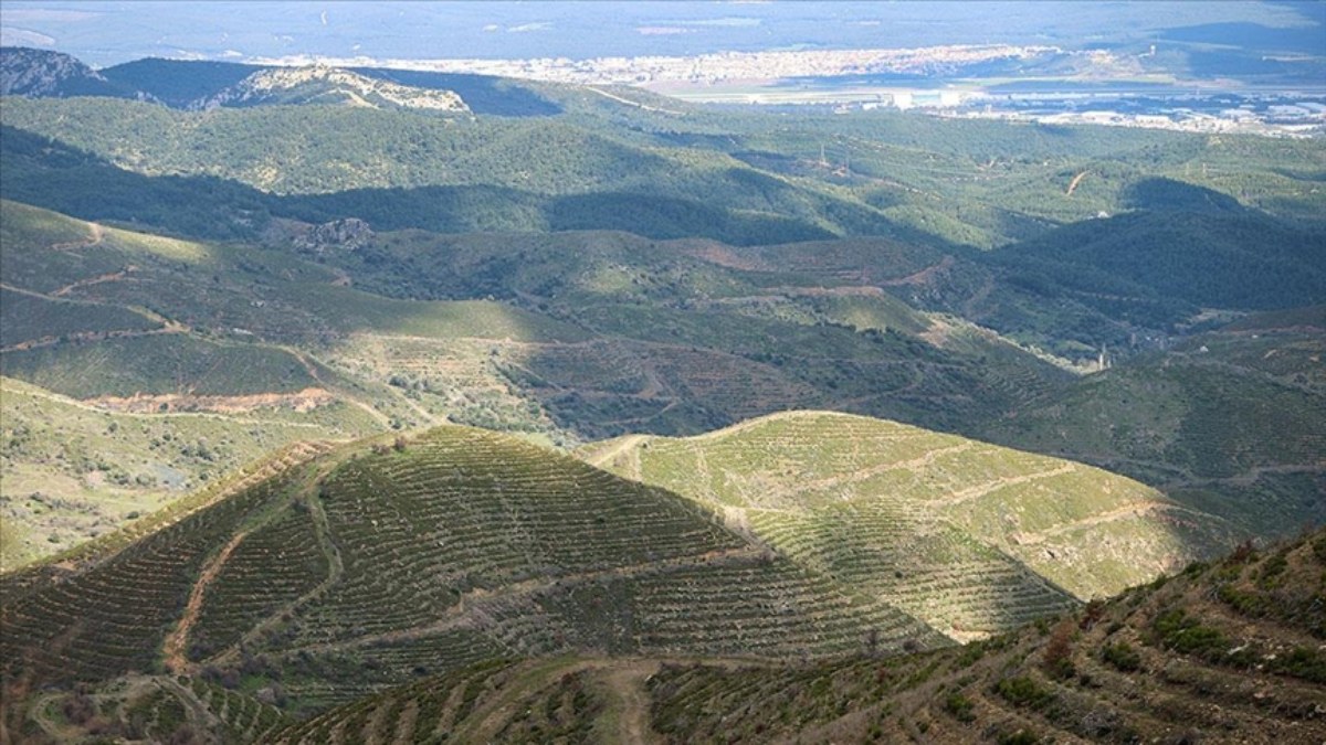 Orman Mühendisleri Odası: Türkiye'nin orman varlığı korunuyor! Yanan alanlar maksadı dışında kullanılmıyor