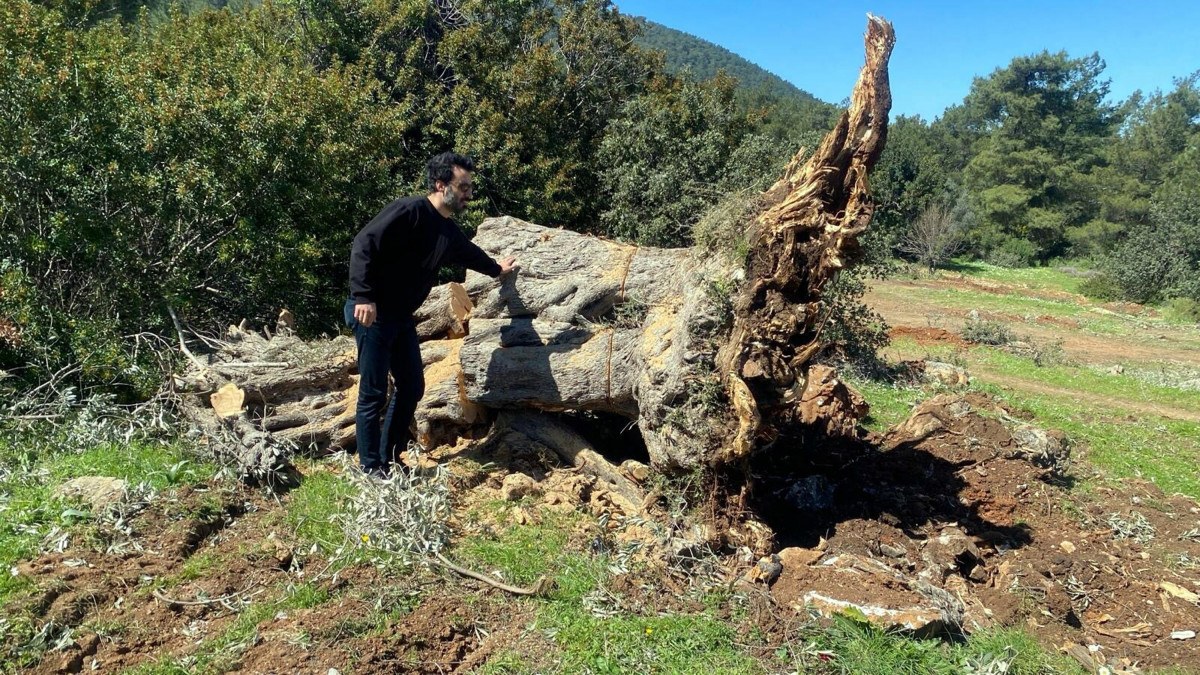 Bodrum'da 30 zeytin ağacını kesti: 30 bin lira ceza yedi
