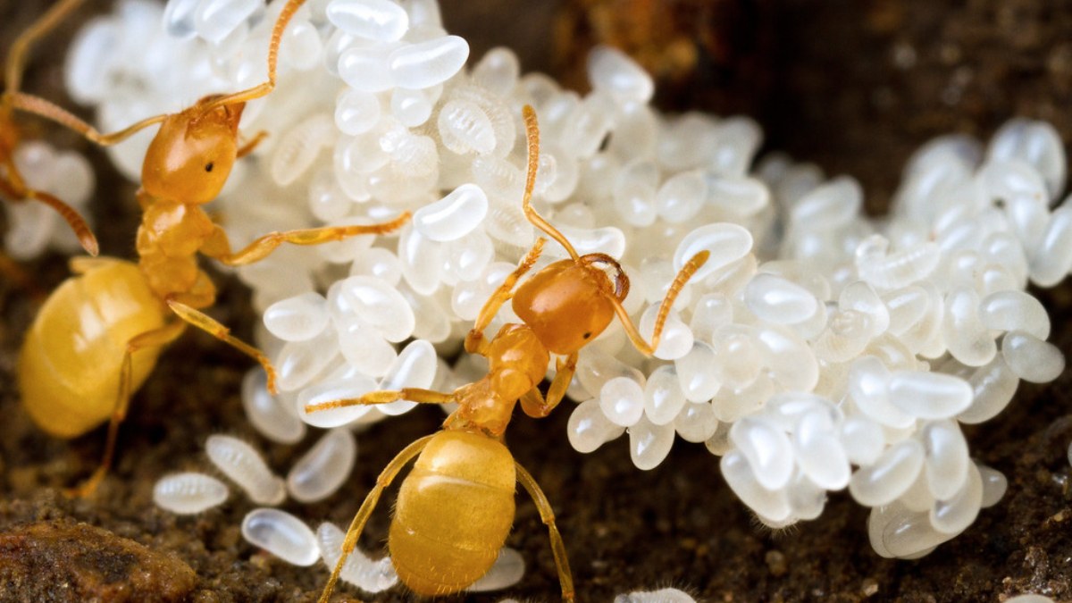 Karınca yumurtası yağının faydaları! Epilasyon kadar etkili...