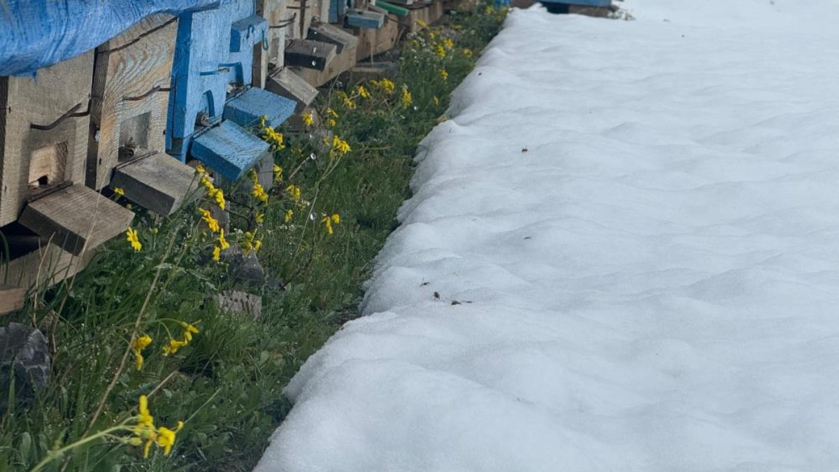 Yalancı bahar nedeniyle binlerce arı telef oldu