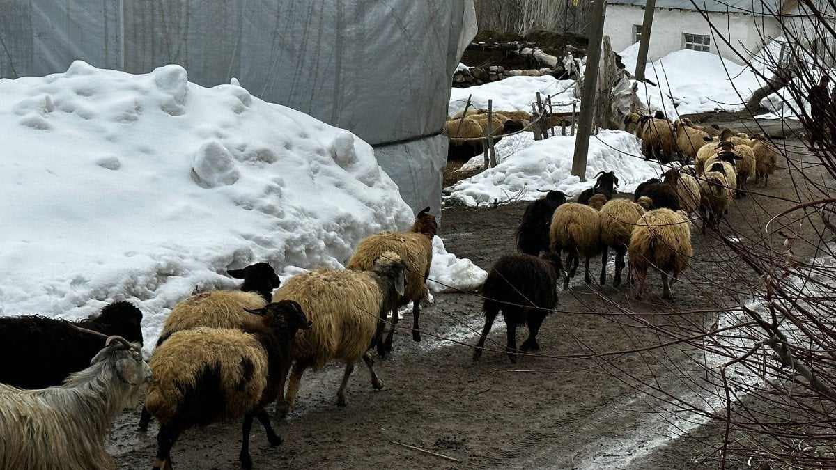 Hakkari'de kış bitmedi: Çiftçiler zor durumda kaldı
