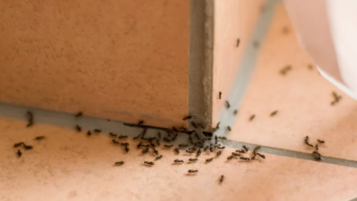 Karıncaları evden uzak tutan en etkili yöntemler! Limon suyu ve sirkeyi karıştırıp...