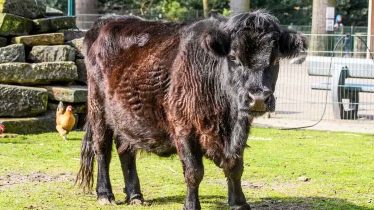 Hollanda'da hayvanat bahçesindeki ineğe tecavüz etti