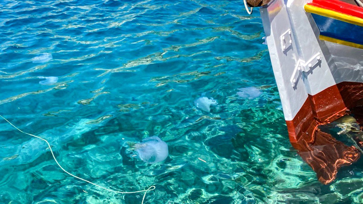 Akdeniz'de denizanası istilası: Balıkçılar çileden çıktı