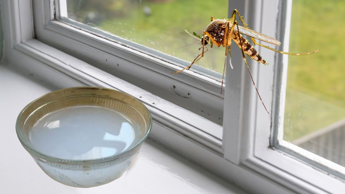 Pencere kenarına bir miktar koyun, sivrisinek kabusunu unutun