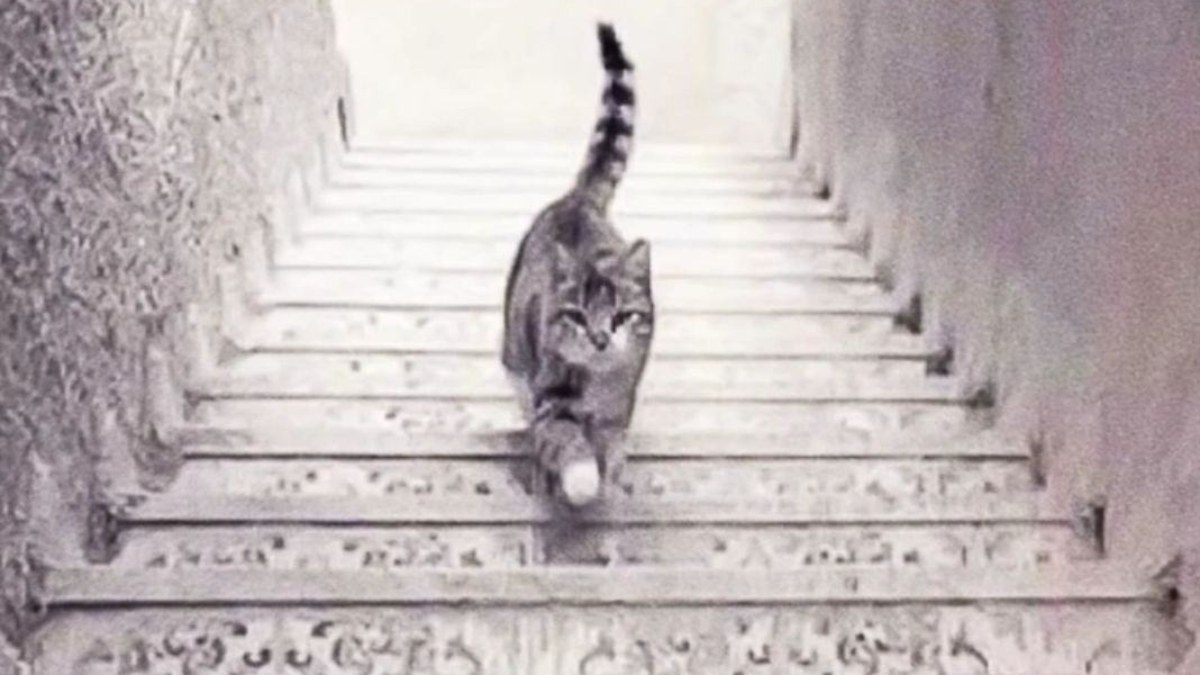 İllüzyon testi: Kedi yukarı mı çıkıyor, aşağı mı iniyor? Doğru cevabı kimse veremiyor...