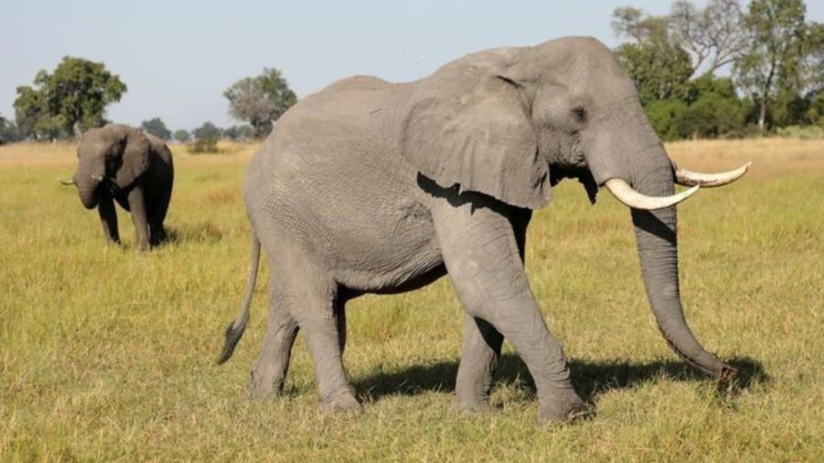 Botsvana'dan Almanya'ya görülmemiş tehdit: 20 bin fil göndeririz