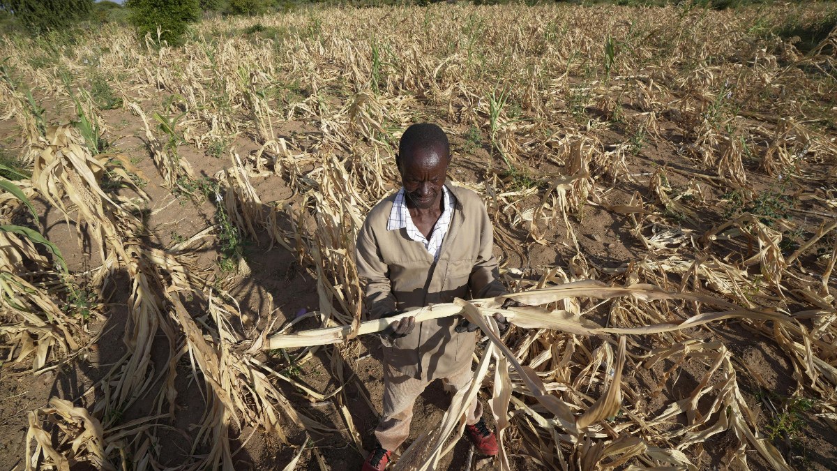 Zimbabve'de kuraklık: Ulusal afet ilan edildi