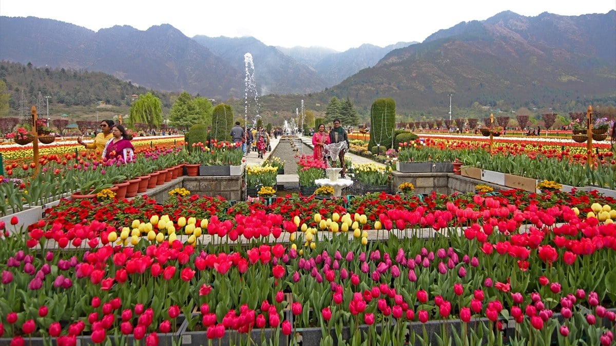 Asya'nın en büyük lale bahçesi, Hindistan'da ziyarete açıldı
