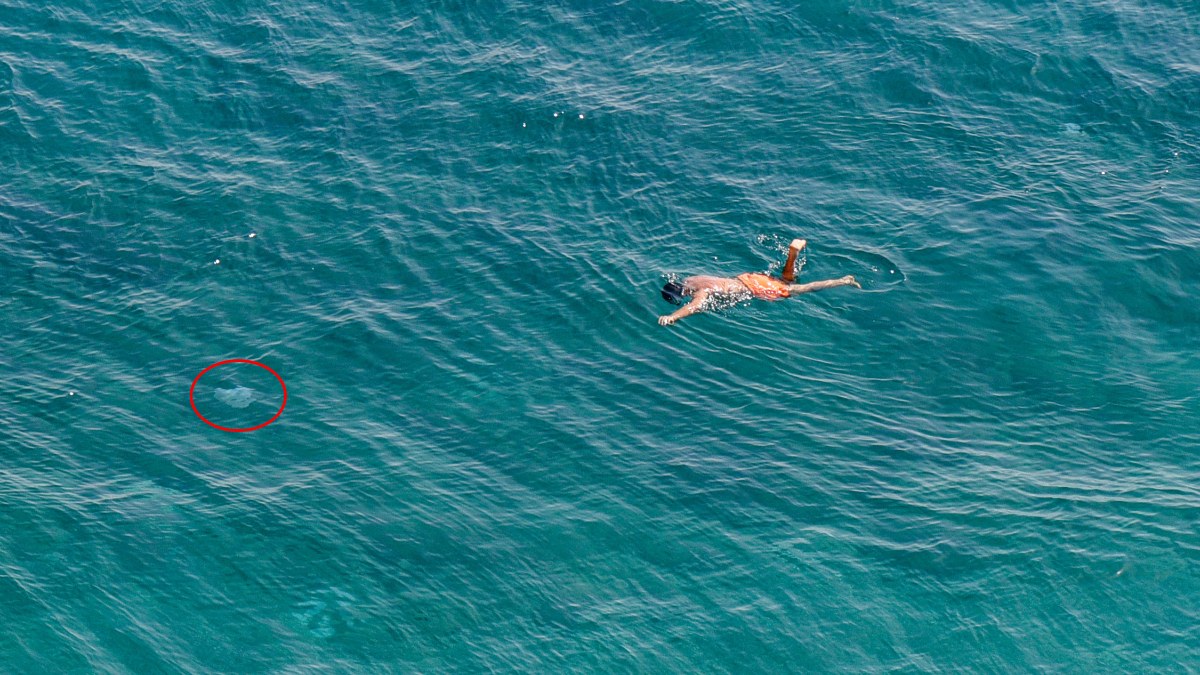 Antalya sahillerinde denizanası yoğunluğuna karşı uyarılar