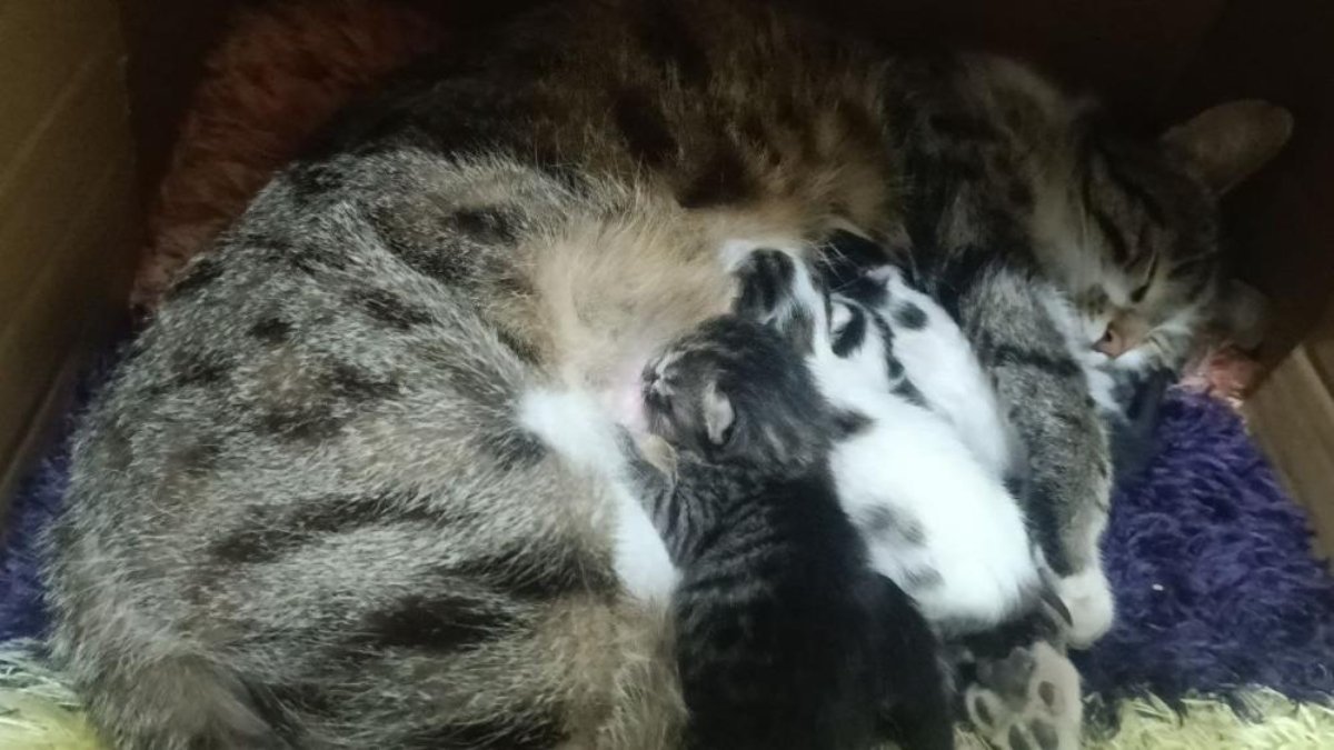 Kayseri'de sokakta gördüğü hamile kediyi sahiplendi