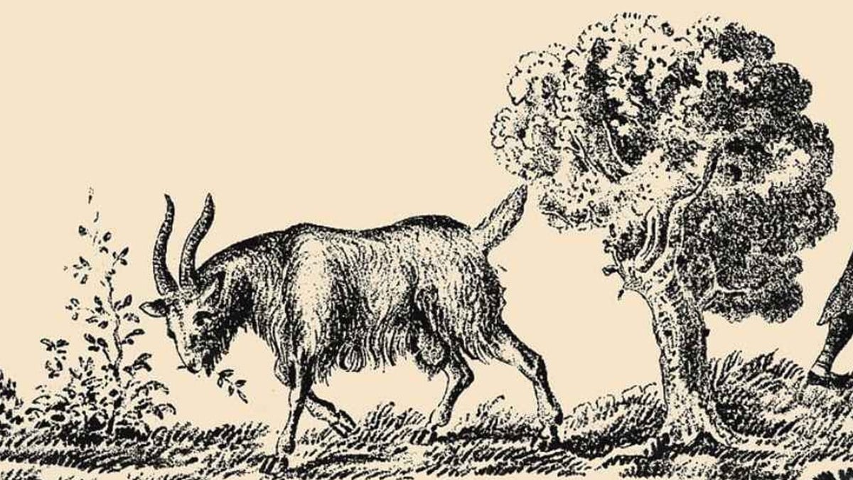 Optik illüzyon: Resimdeki keçinin sahibini 5 saniyede bulan, Einstein’a kafa tutuyor
